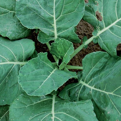 Vates Collards - 150 seeds