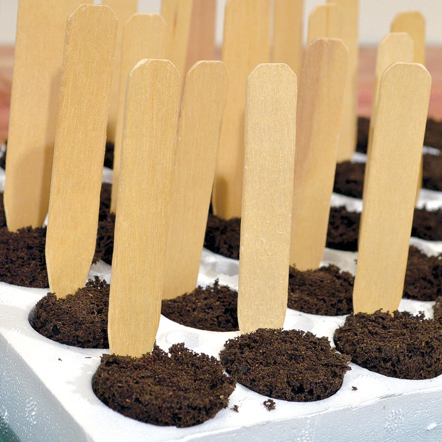White Birch Plant Tags (pack of 50)