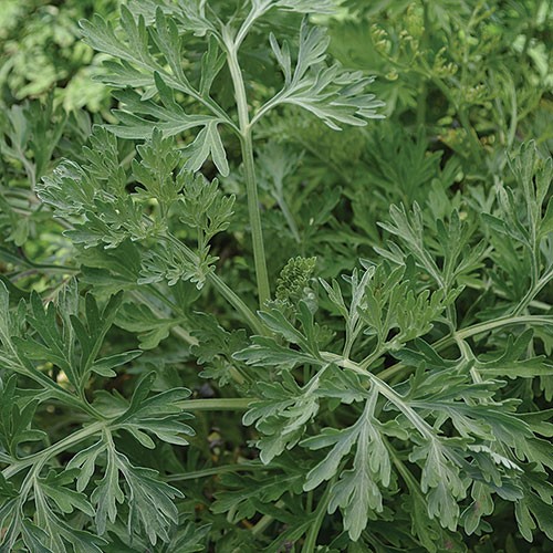 Wormwood - 250 seeds